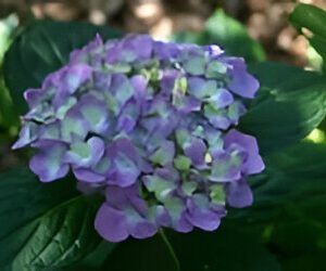 Purple hydrangea flower with green leaves.