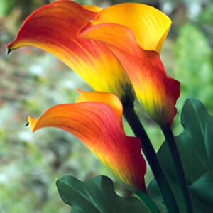 Orange and yellow calla lilies with leaves.