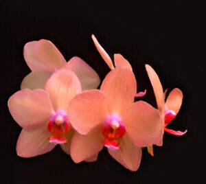 Pink orchids on a black background.