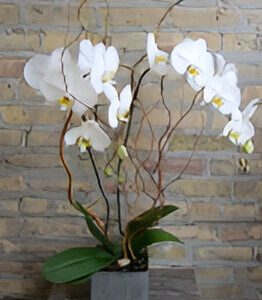 White orchids in a square gray pot.