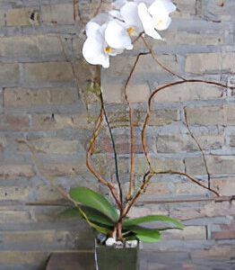 White orchid in a glass pot, brick background.