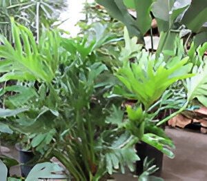 Indoor potted green plants on display.
