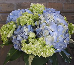 Blue and green hydrangea bouquet against wall.