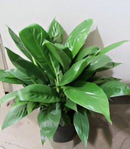Potted green plant with large leaves.