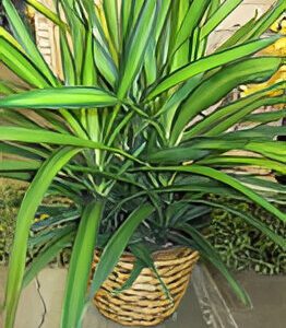 Potted plant with long green leaves.