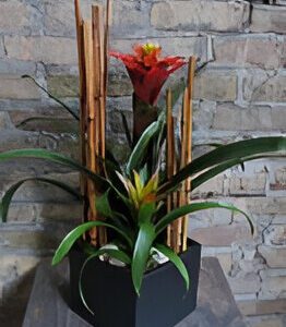 Potted plant with red and yellow flowers.