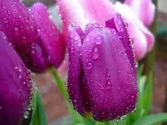 Dew-covered purple tulip blossoms