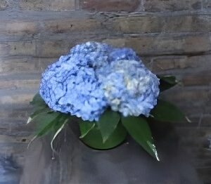 Blue hydrangea bouquet against brick wall.