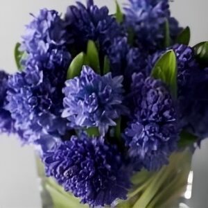 Purple hyacinths in a glass vase.